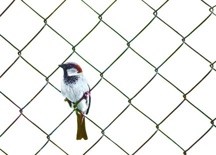 Sparrow On Fence