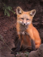 Baby-fox-kit-portrait-in-the-wild