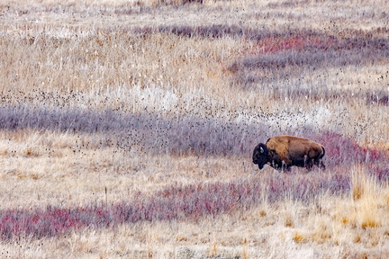 Bison-in-Montana