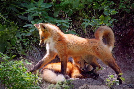 Fox-Siblings-in-the-Wild