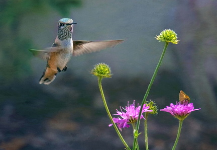 Hummingbird-and-Moth