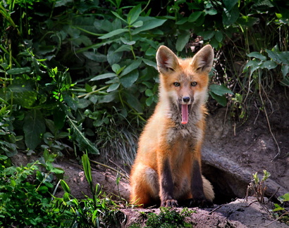 Yawning-baby-fox-in-the-wild