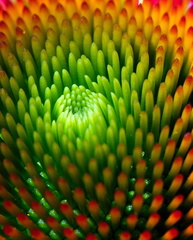 Coneflower Closeup