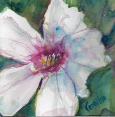 swamproseREVISED2025