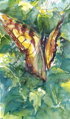 ButterflySuspended2026